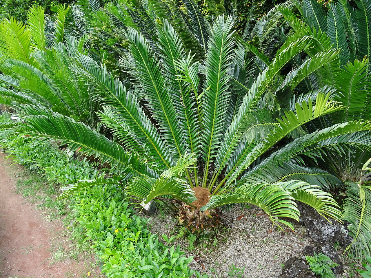 Kenyan giant cycad: Encephalartos tegulaneus, Parque Terra Nostra , Furnas , Azoren