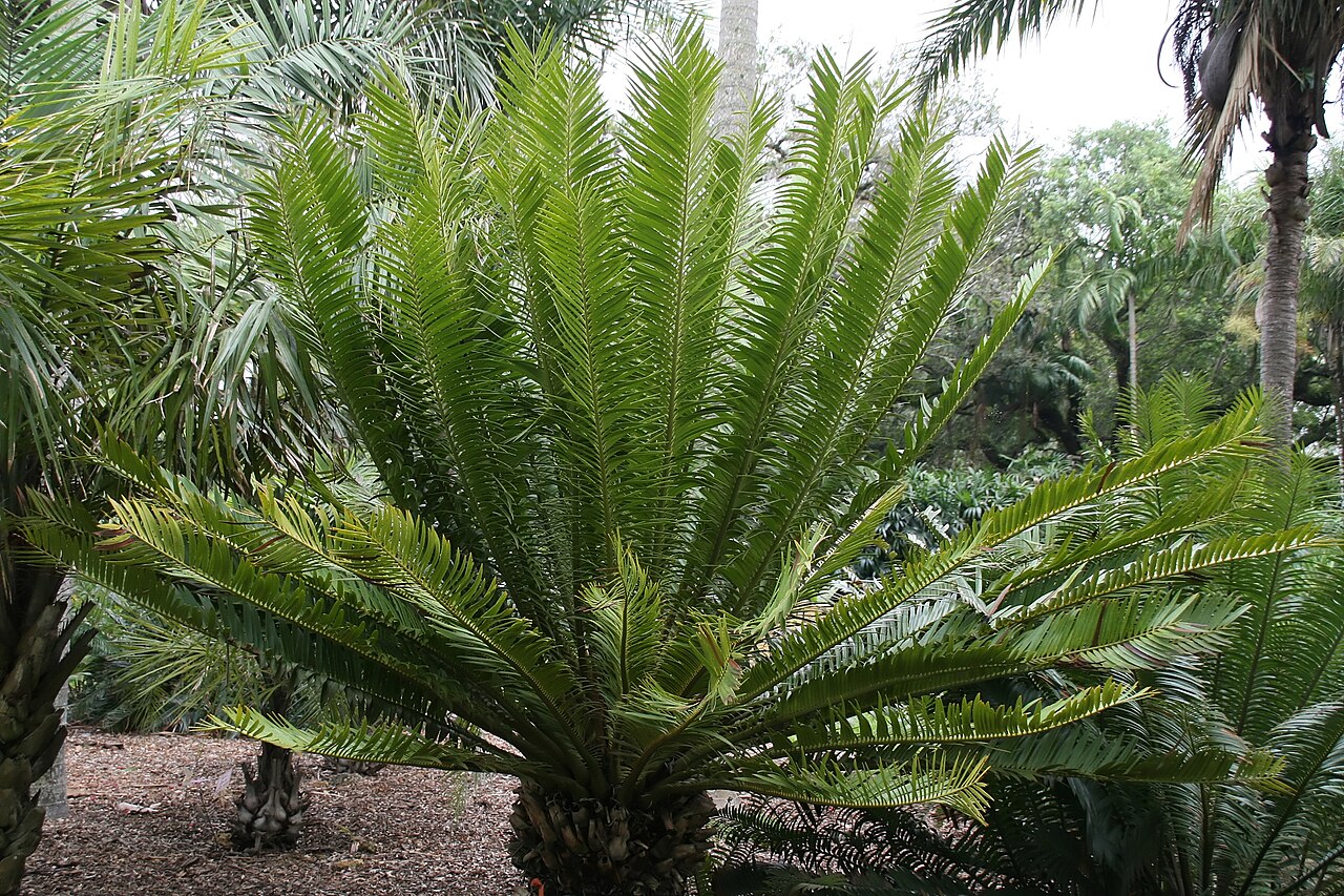 Kenyan giant cycad: Location taken: Fairchild Tropical Botanic Garden, Miami, FL USA. Names: Encephalartos tegulaneus Melville, Encephalarto Classification: Plantae > Cycadophyta >