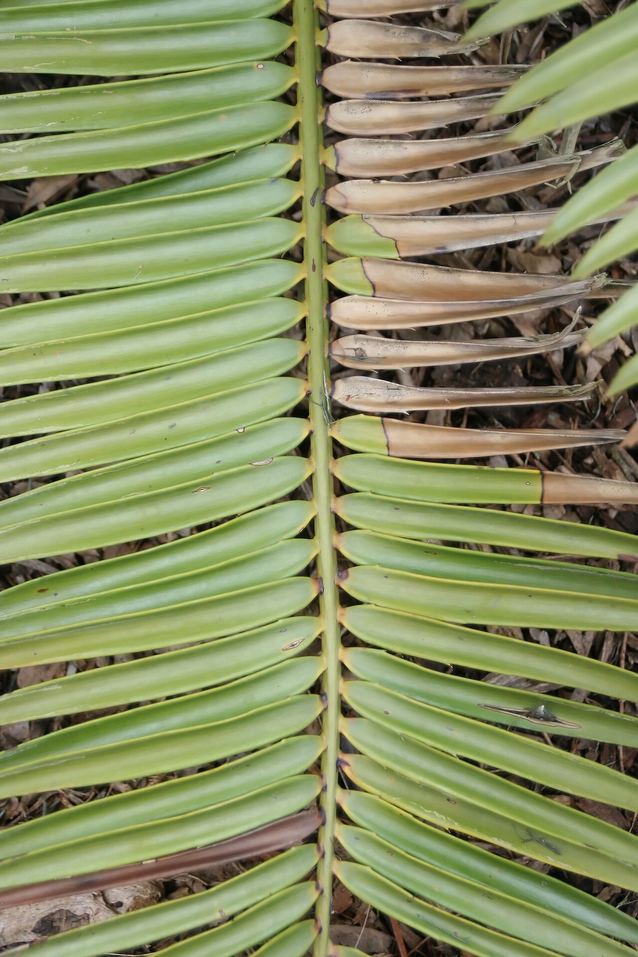 Kenyan giant cycad: Location taken: Fairchild Tropical Botanic Garden, Miami, FL USA. Names: Encephalartos tegulaneus Melville, Encephalarto Classification: Plantae > Cycadophyta >