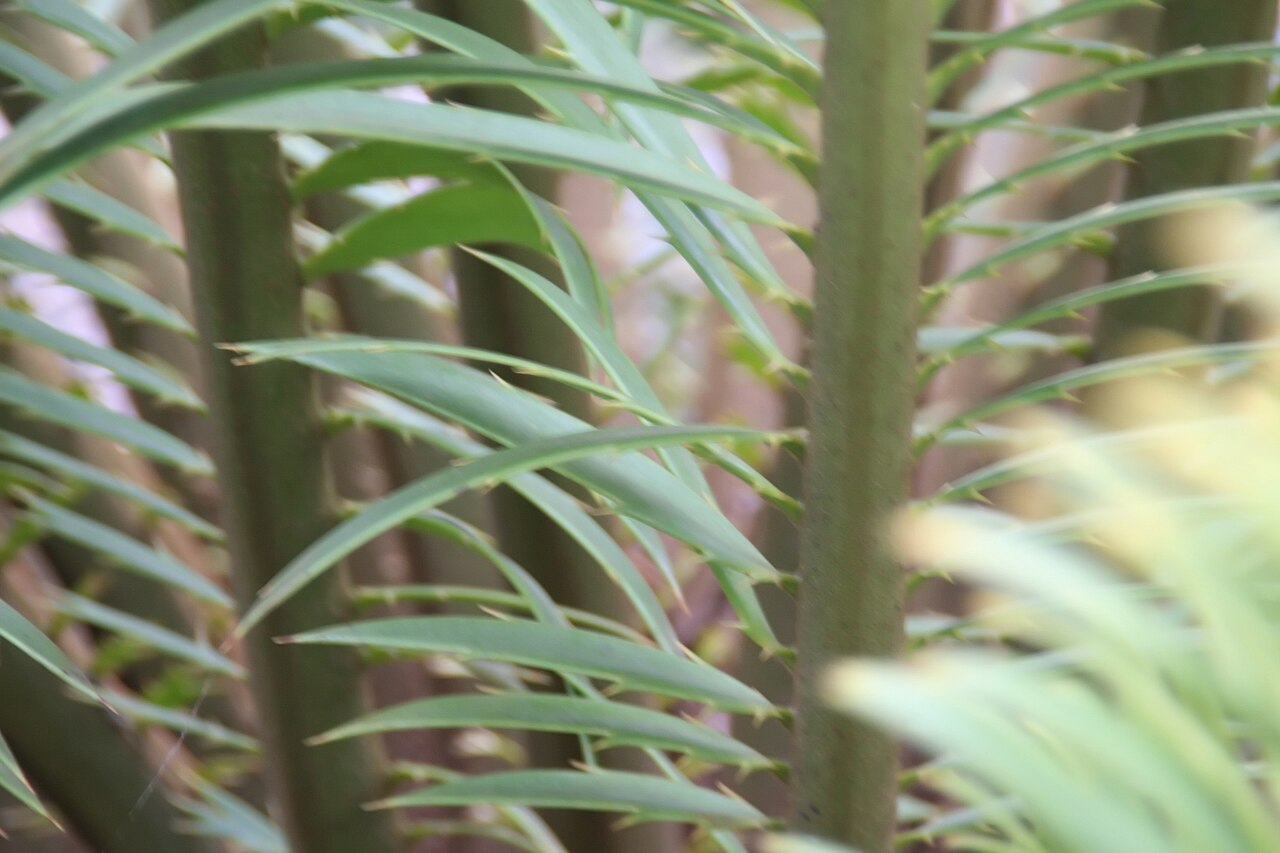 Kenyan giant cycad: Location taken: Fairchild Tropical Botanic Garden, Miami, FL USA. Names: Encephalartos tegulaneus Melville, Encephalarto Classification: Plantae > Cycadophyta >
