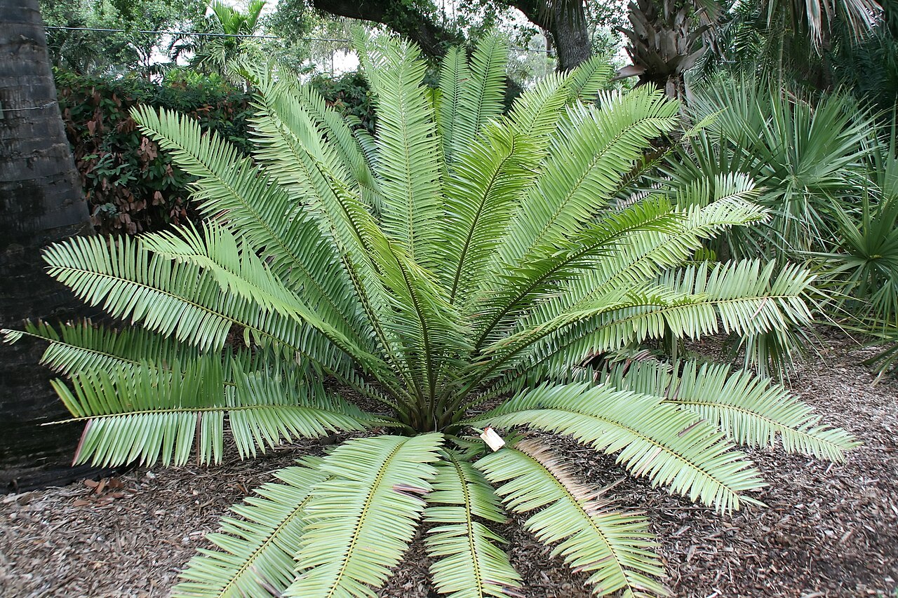 Kenyan giant cycad: Location taken: Fairchild Tropical Botanic Garden, Miami, FL USA. Names: Encephalartos tegulaneus Melville, Encephalarto Classification: Plantae > Cycadophyta >