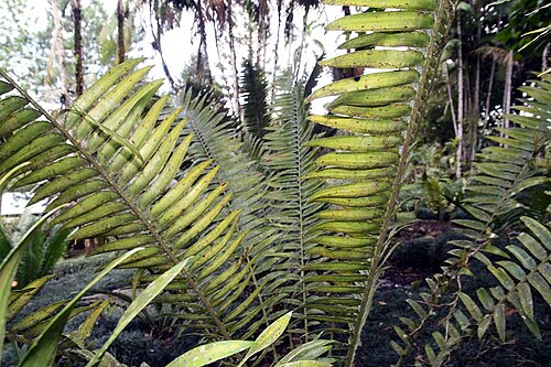 Kenyan giant cycad: Location taken: Wilson Botanical Garden, Las Cruces Biological Station, Costa Rica. Names: Encephalartos tegulaneus Melville, Encephalarto Classification: Plant