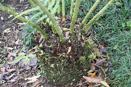 Kenyan giant cycad: Location taken: Wilson Botanical Garden, Las Cruces Biological Station, Costa Rica. Names: Encephalartos tegulaneus Melville, Encephalarto Classification: Plant