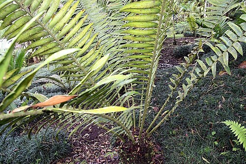 Kenyan giant cycad: Location taken: Wilson Botanical Garden, Las Cruces Biological Station, Costa Rica. Names: Encephalartos tegulaneus Melville, Encephalarto Classification: Plant