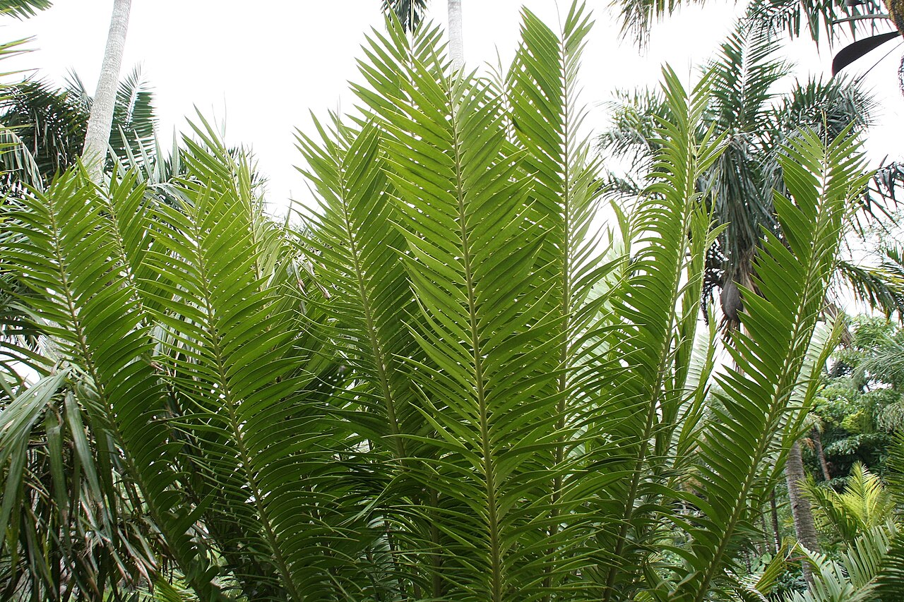 Kenyan giant cycad: Location taken: Fairchild Tropical Botanic Garden, Miami, FL USA. Names: Encephalartos tegulaneus Melville, Encephalarto Classification: Plantae > Cycadophyta >