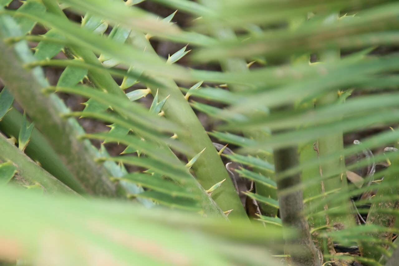Kenyan giant cycad: Location taken: Fairchild Tropical Botanic Garden, Miami, FL USA. Names: Encephalartos tegulaneus Melville, Encephalarto Classification: Plantae > Cycadophyta >