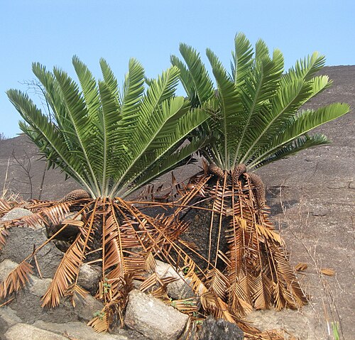 Turner's cycad: Encephalartos turneri close to Ribaue in Nampula province of Mozambique.