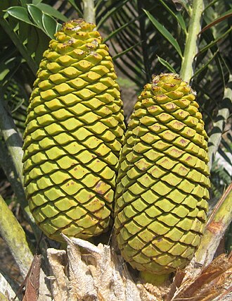Turner's cycad: Male cones of Encephalartos turneri close to Ribaue in Nampula province of Mozambique.