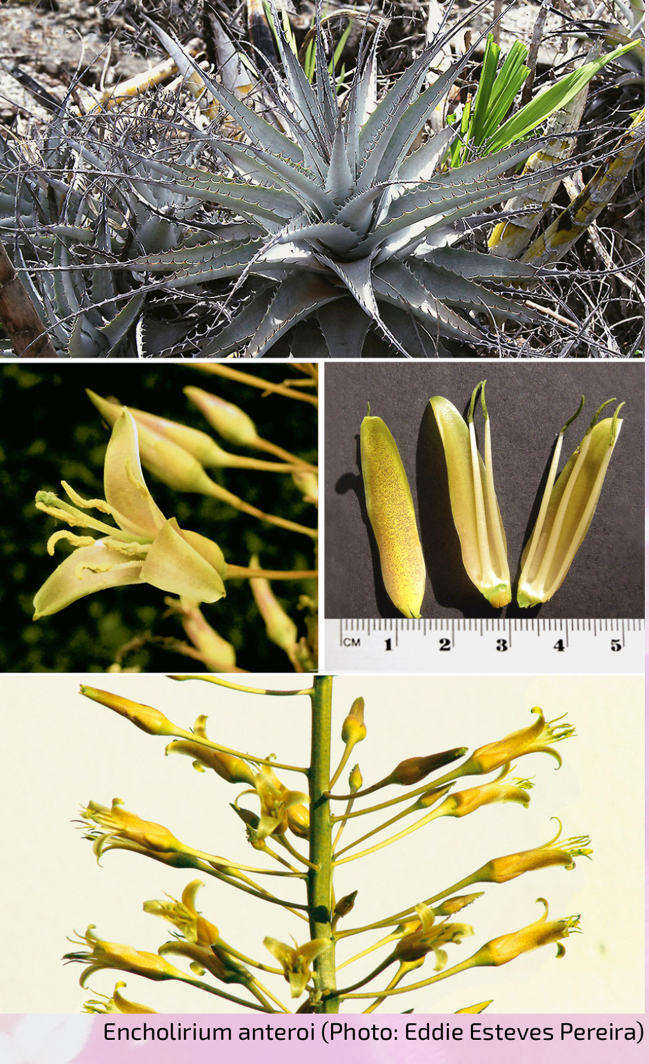 Encholirium anteroi: Encholirium anteroi am Typstandort, Goiás, Brasilien