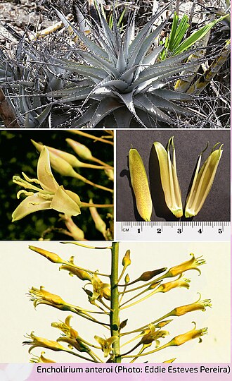 Encholirium anteroi: Encholirium anteroi am Typstandort, Goiás, Brasilien