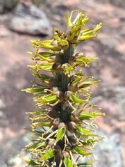 Encholirium brachypodum (Encholirium brachypodum)