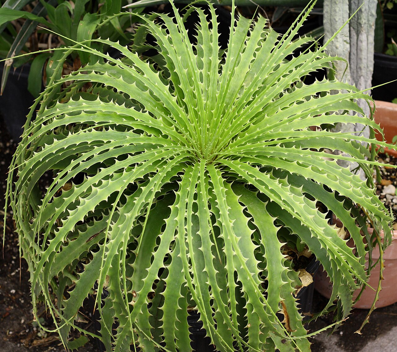 Encholirium horridum: Encholirium horridum at Tropiflora