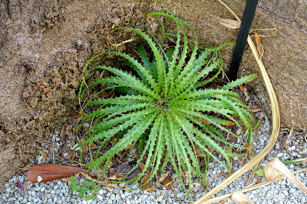 Encholirium horridum: Botanical specimen in Mounts Botanical Garden - Palm Beach County, Florida, USA.