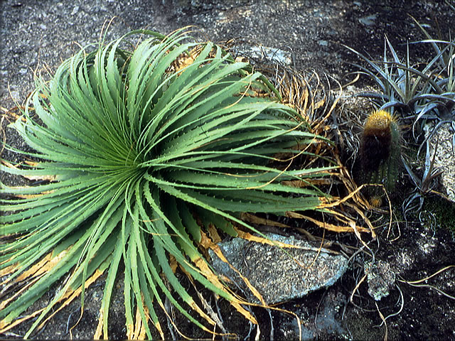 Encholirium horridum: Encholirium horridum in Brazil, without exact location data. The original-slide is missing and the original-scanfiles were lost during to a harddisk-crash, that