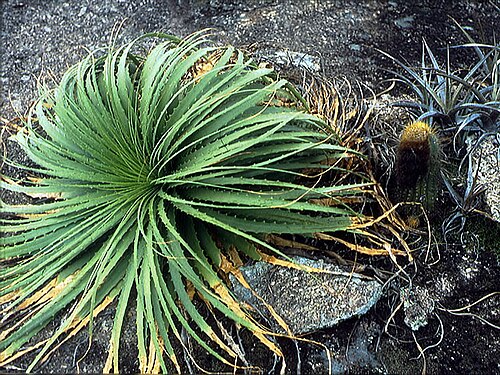 Encholirium horridum: Encholirium horridum in Brazil, without exact location data. The original-slide is missing and the original-scanfiles were lost during to a harddisk-crash, that