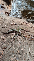 Encholirium luxor (Encholirium luxor)