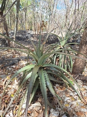 Encholirium luxor (Encholirium luxor)