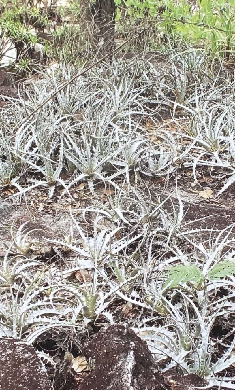 Encholirium nibertii: Encholirium nibertii P.J. Braun & Gastaldi, Minas Gerais, Brasil