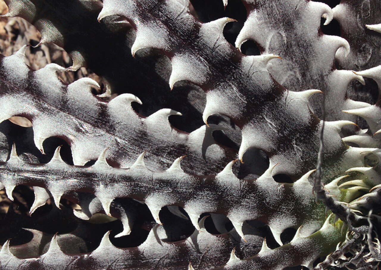 Encholirium pierre-braunii: Esteves detail of leave, plant of Holotype Collection