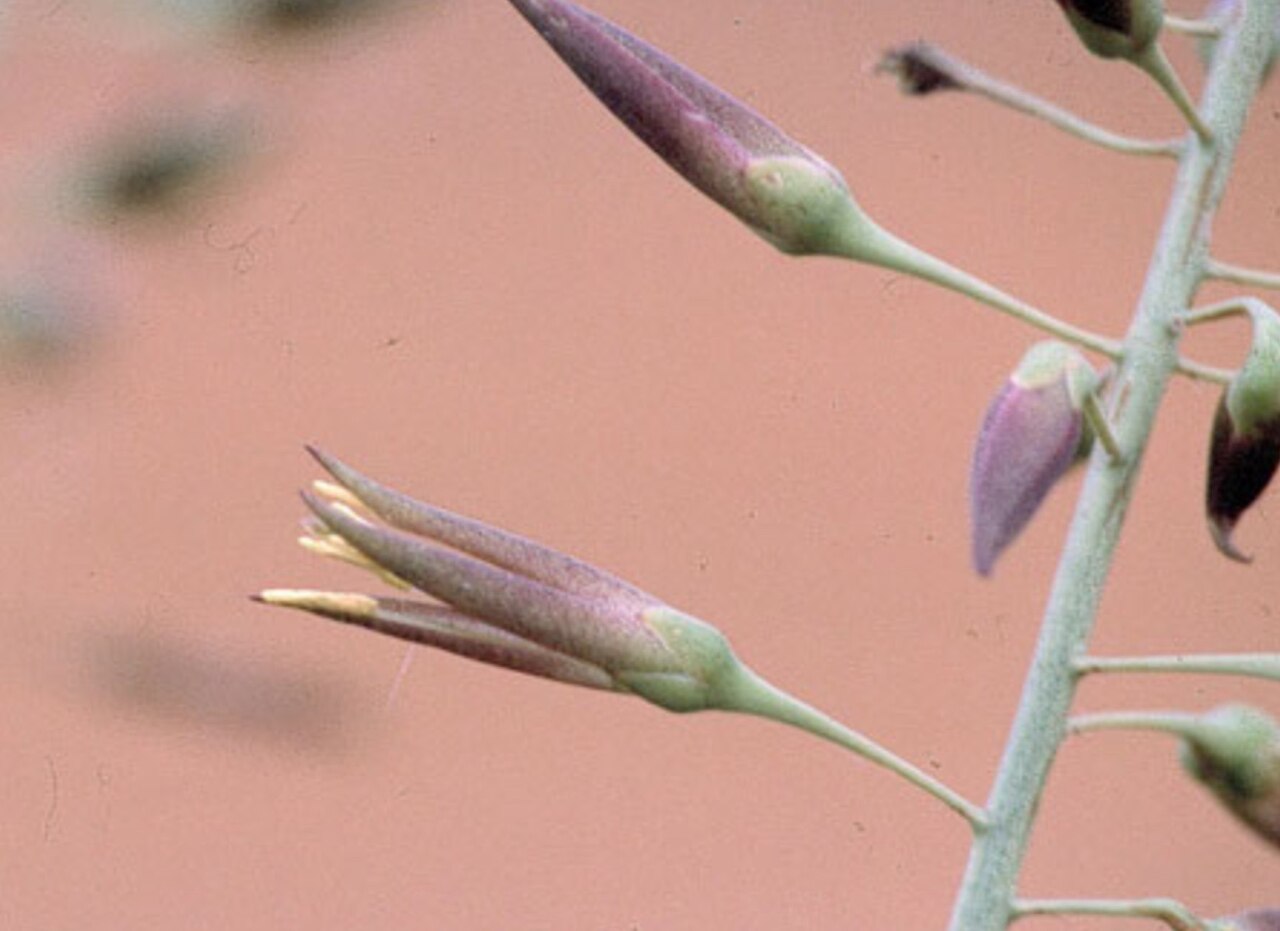 Encholirium pierre-braunii: Encholirium pierre-braunii flowering Bahia Brasil