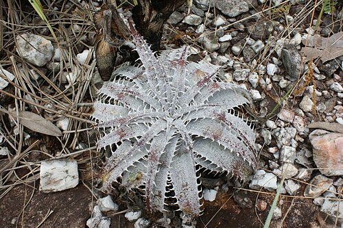 Encholirium reflexum: Encholirium reflexum Forzza & Wand. - BROMELIACEAE - Parque Estadual dos Pirineus - Pirenopolis - Goias - Brasil.