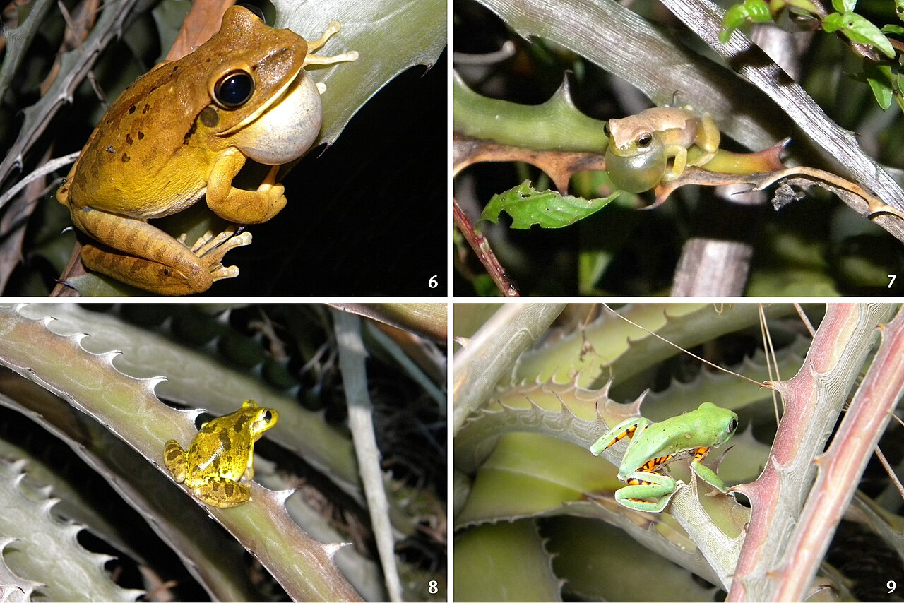 Encholirium spectabile: Figures 6–9; Anuran species registered in Encholirium spectabile patches at Fazenda Tanques, municipality of Santa Maria, Rio Grande do Norte, Brazil: (6) Boana