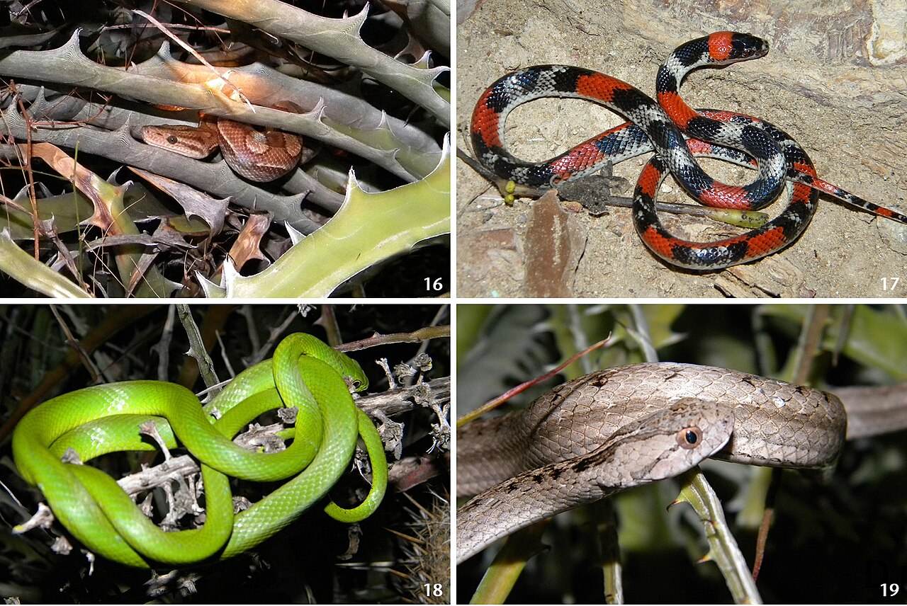 Encholirium spectabile: Figures 16–19; Snake species registered in Encholirium spectabile patches at Fazenda Tanques, municipality of Santa Maria, Rio Grande do Norte, Brazil: (16) Epi