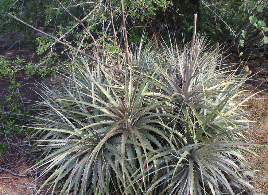 Encholirium spectabile: Figures 2–5; The Encholirium spectabile bromeliad in rock outcrops at the municipality of Santa Maria, Rio Grande do Norte state, northeastern Brazil: individua