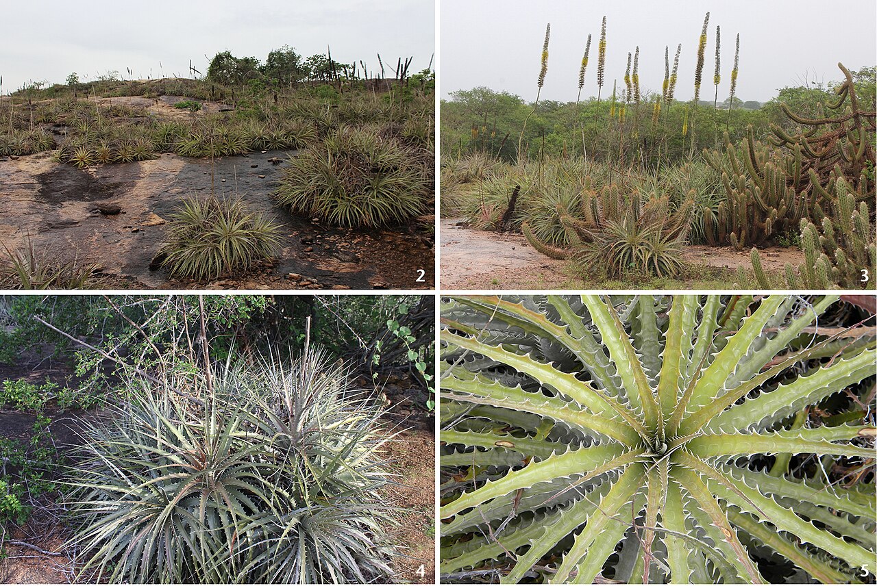 Encholirium spectabile: Figures 2–5; The Encholirium spectabile bromeliad in rock outcrops at the municipality of Santa Maria, Rio Grande do Norte state, northeastern Brazil: (2) panor