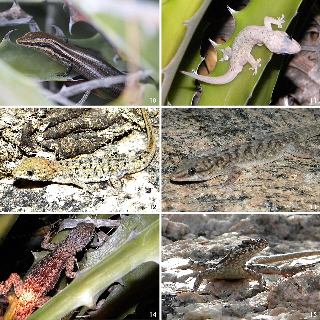 Encholirium spectabile: Figures 10–15; Lizard species registered in Encholirium spectabile patches at Fazenda Tanques, municipality of Santa Maria, Rio Grande do Norte, Brazil: (10) Ps