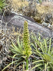 Encholirium subsecundum (Encholirium subsecundum)