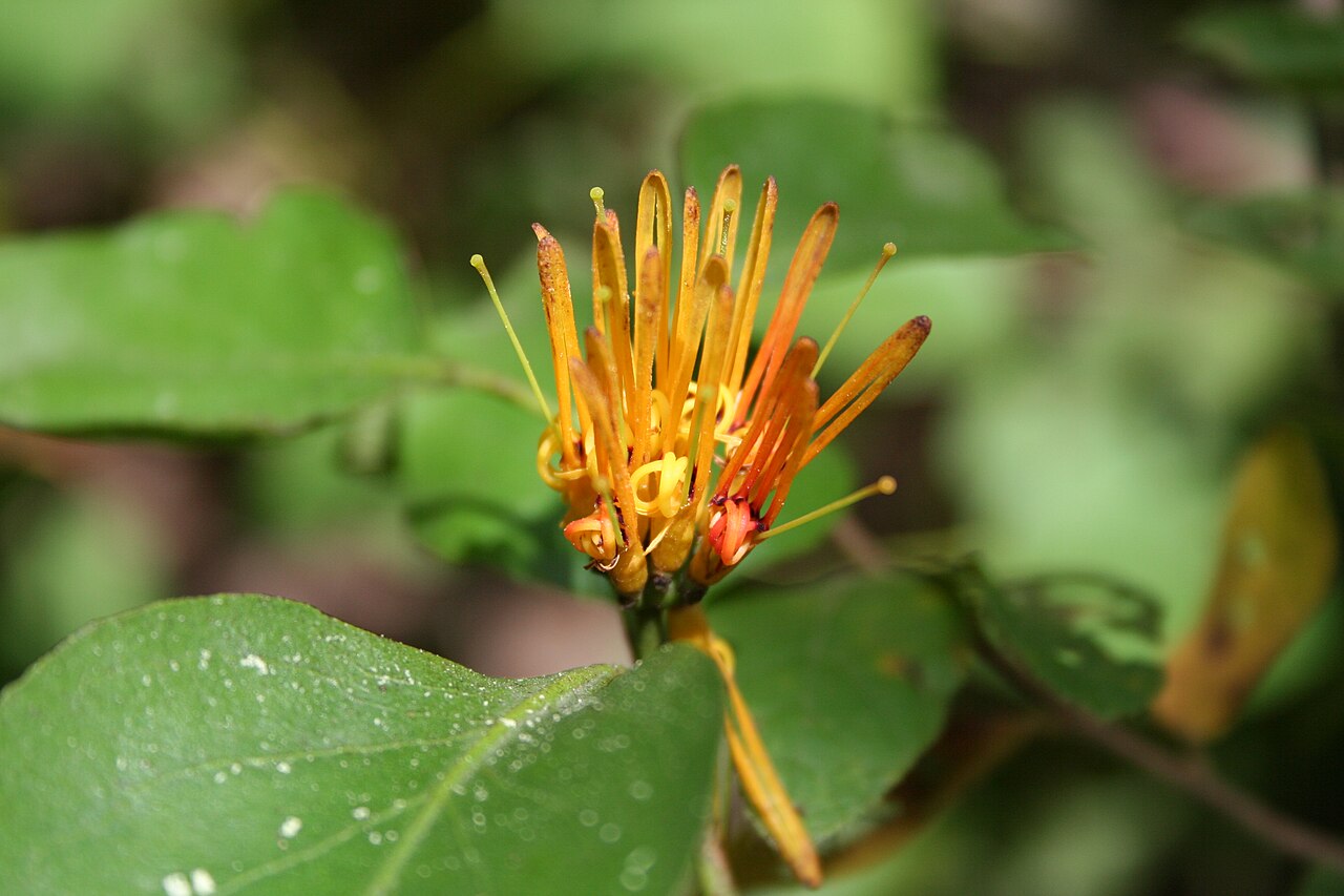Englerina lecardii: Englerina lecardii , near Samandeni, SW Burkina Faso
