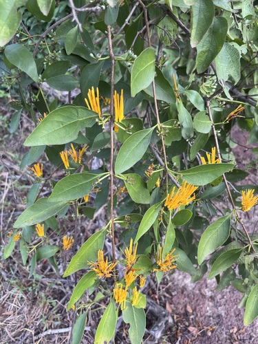 Englerina lecardii (Englerina lecardii)