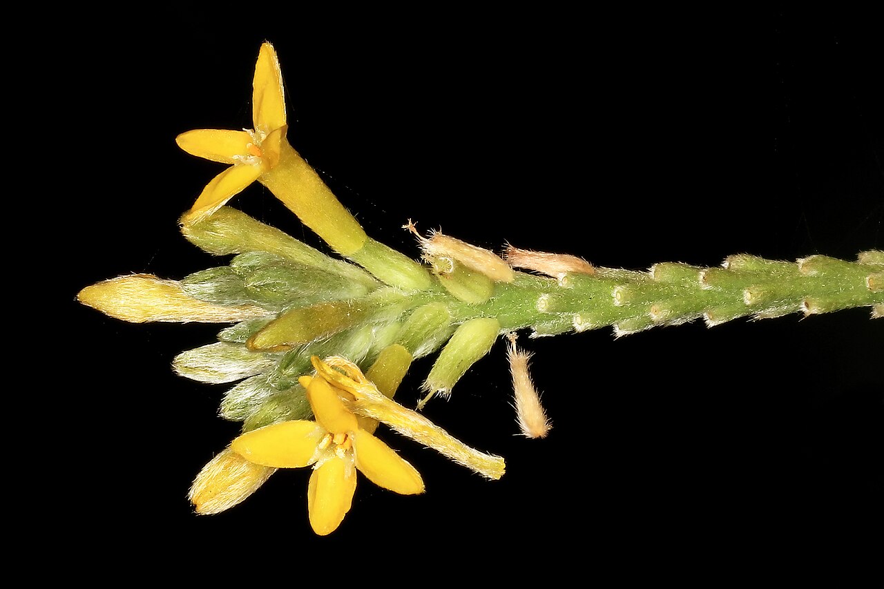 Broad-leaved fibrebush: Englerodaphne ovalifolia , flowers; garden in Trafalgar, KwaZulu-Natal, South Africa