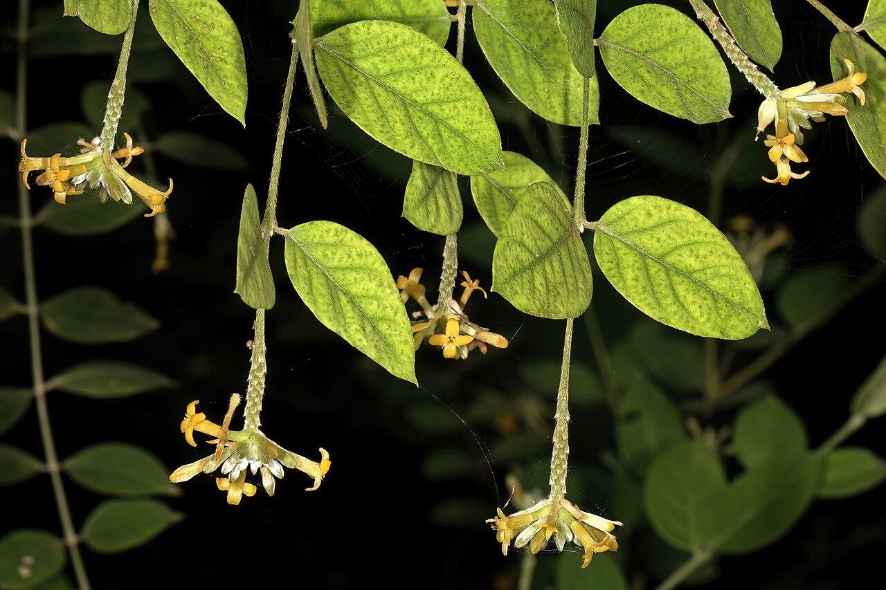 Broad-leaved fibrebush: Englerodaphne ovalifolia , flowers; garden in Trafalgar, KwaZulu-Natal, South Africa