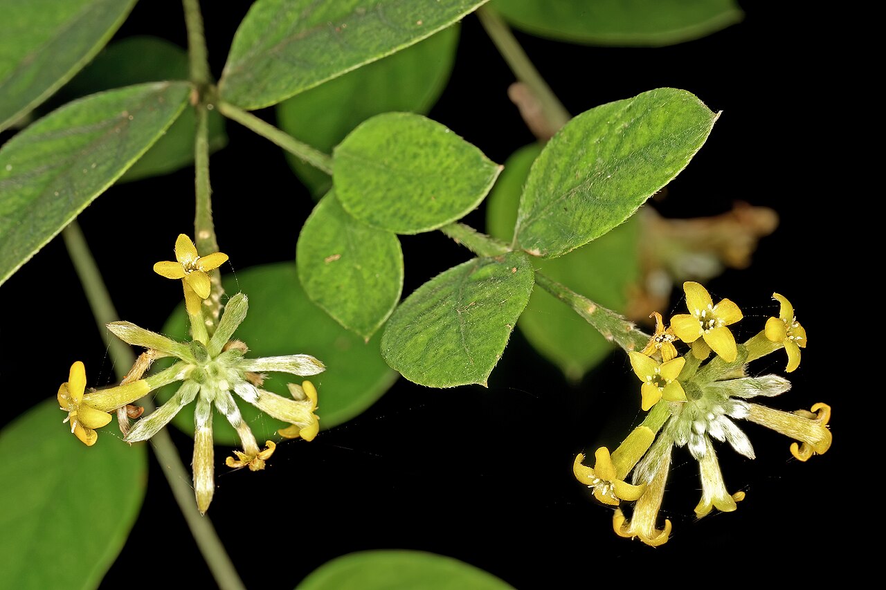 Broad-leaved fibrebush: Englerodaphne ovalifolia , flowers; garden in Trafalgar, KwaZulu-Natal, South Africa