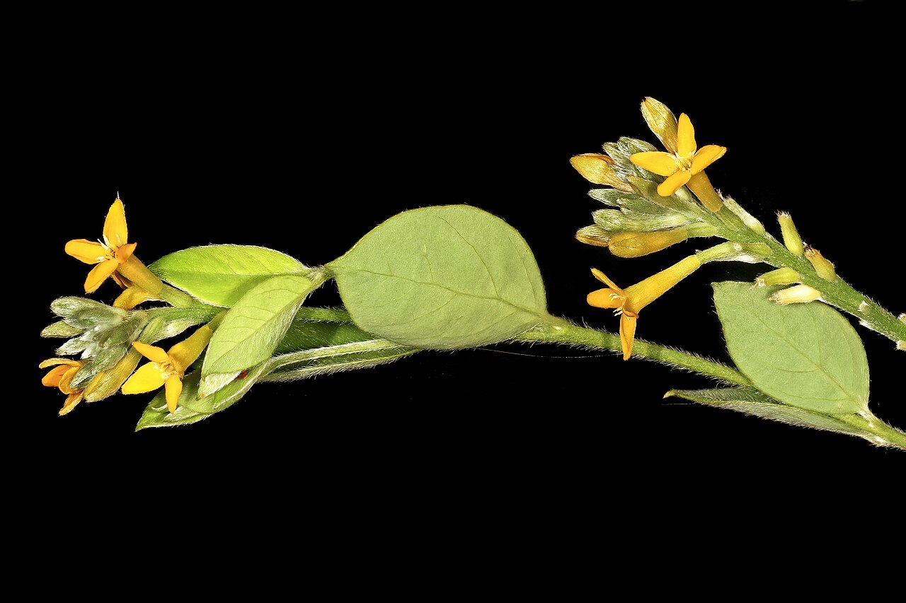 Broad-leaved fibrebush: Englerodaphne ovalifolia , flowers; garden in Trafalgar, KwaZulu-Natal, South Africa