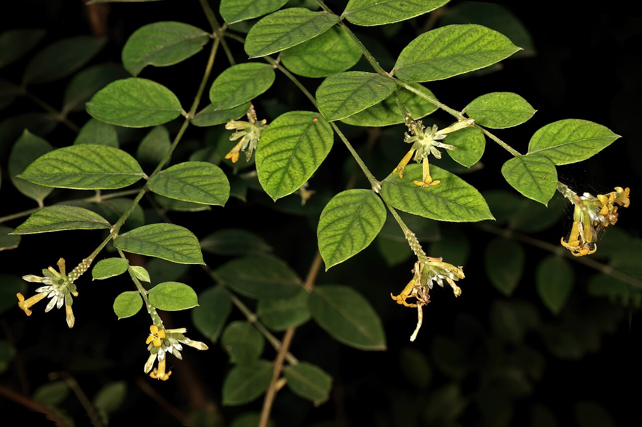 Broad-leaved fibrebush: Englerodaphne ovalifolia , flowers; garden in Trafalgar, KwaZulu-Natal, South Africa