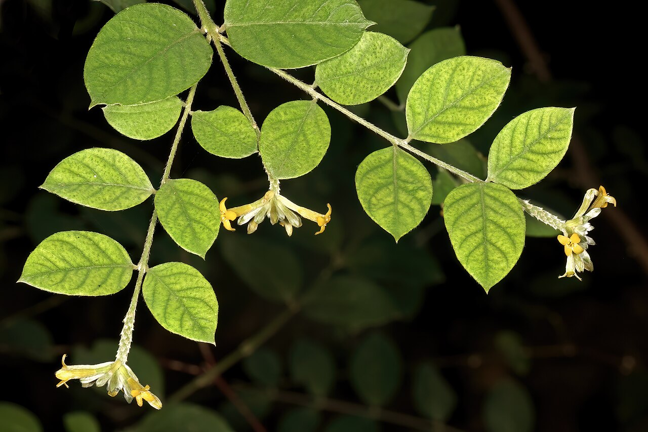 Broad-leaved fibrebush: Englerodaphne ovalifolia , flowers; garden in Trafalgar, KwaZulu-Natal, South Africa