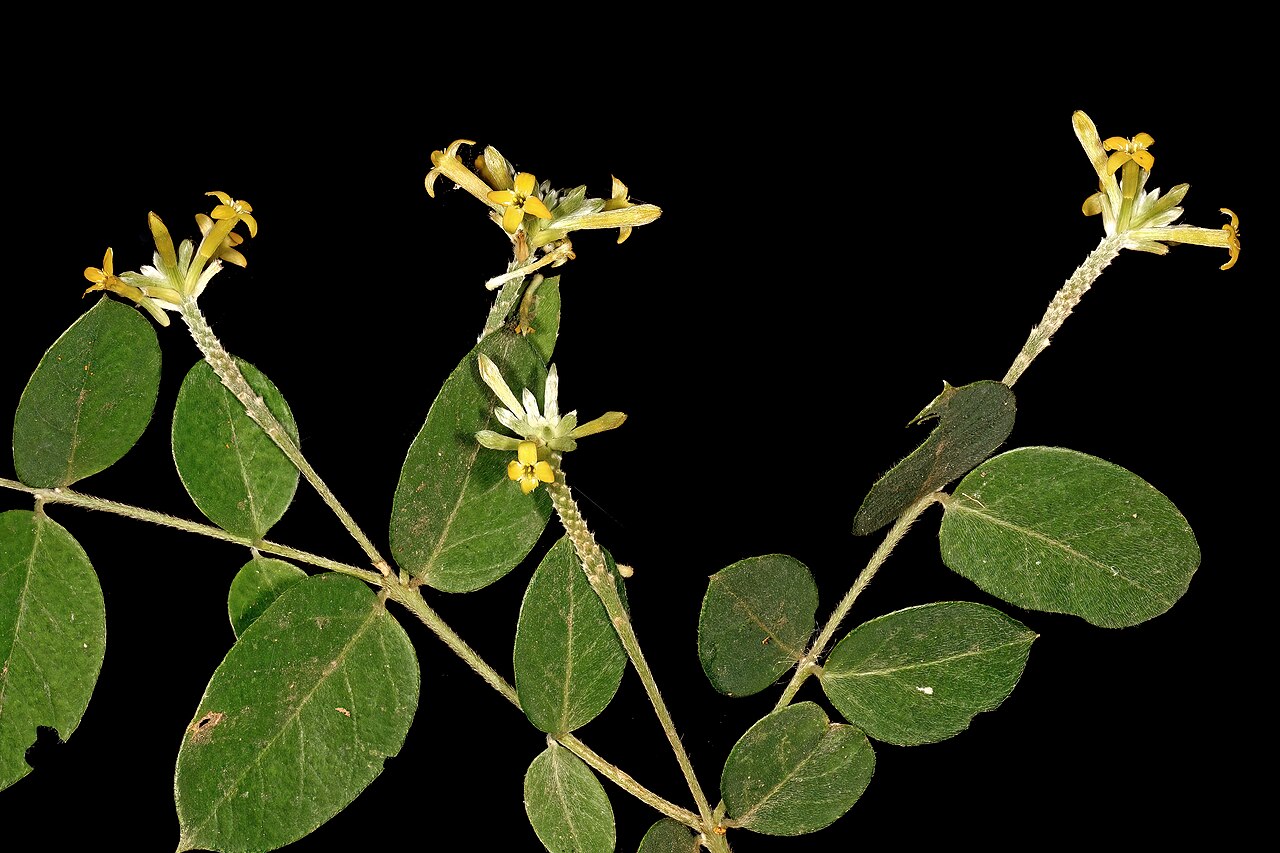 Broad-leaved fibrebush: Englerodaphne ovalifolia , flowers; garden in Trafalgar, KwaZulu-Natal, South Africa