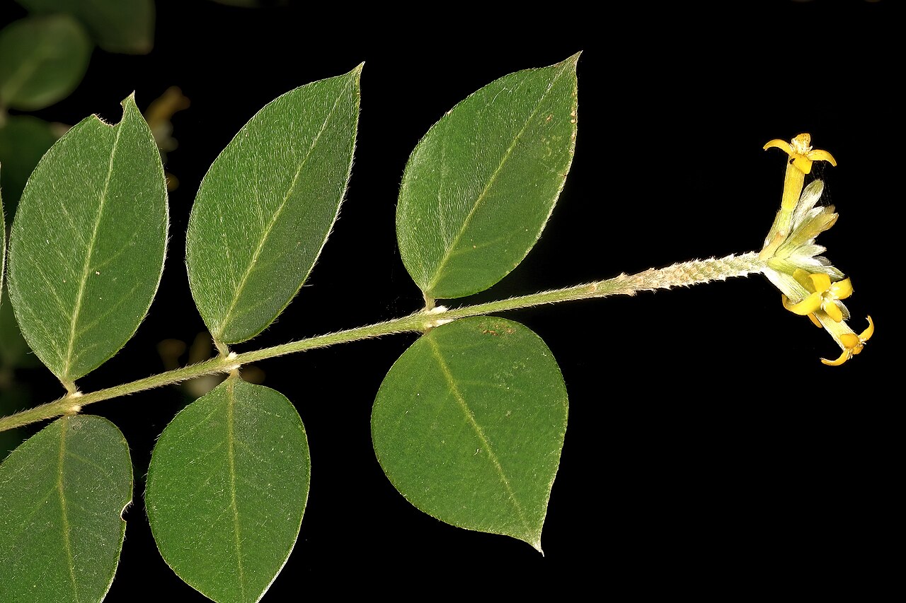Broad-leaved fibrebush: Englerodaphne ovalifolia , flowers; garden in Trafalgar, KwaZulu-Natal, South Africa