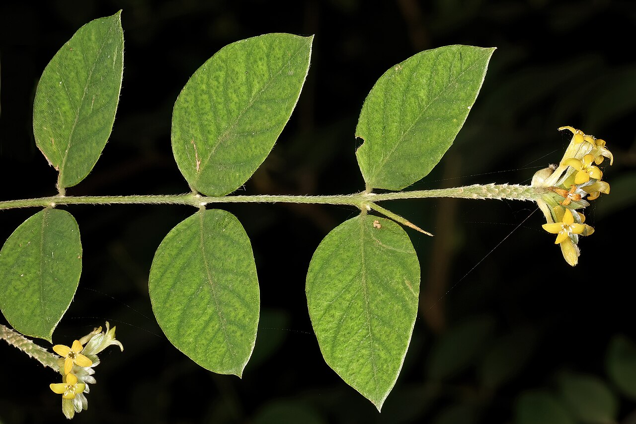Broad-leaved fibrebush: Englerodaphne ovalifolia , flowers; garden in Trafalgar, KwaZulu-Natal, South Africa