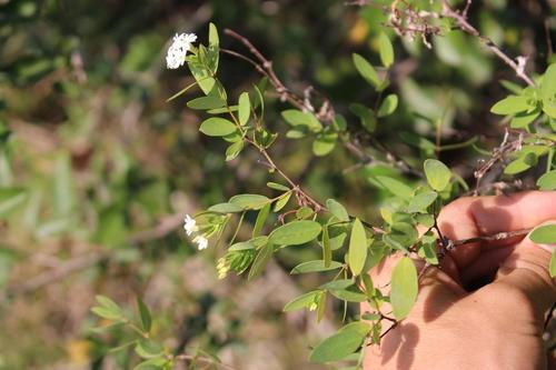 Smooth fibre-bush (Englerodaphne subcordata)