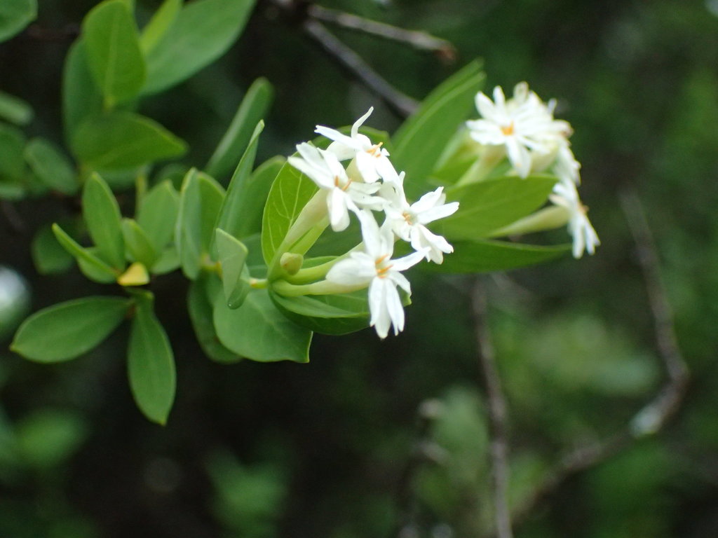 Smooth fibre-bush (Englerodaphne subcordata)