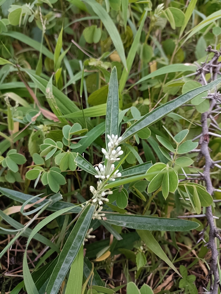 Enicostema axillare (Enicostema axillare)