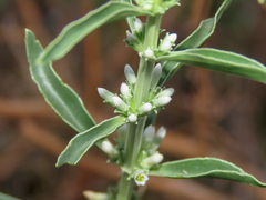 Enicostema axillare (Enicostema axillare)