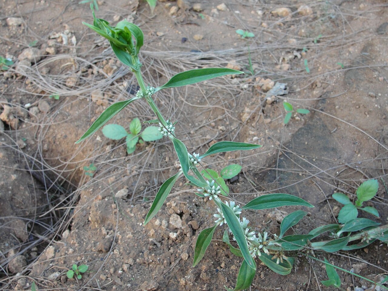 Enicostema axillare: Enicostemma axillare.Location: A herbal Garden in Forest Extension Center, Sithar Koyil, Salem, Tamil Nadu, India.