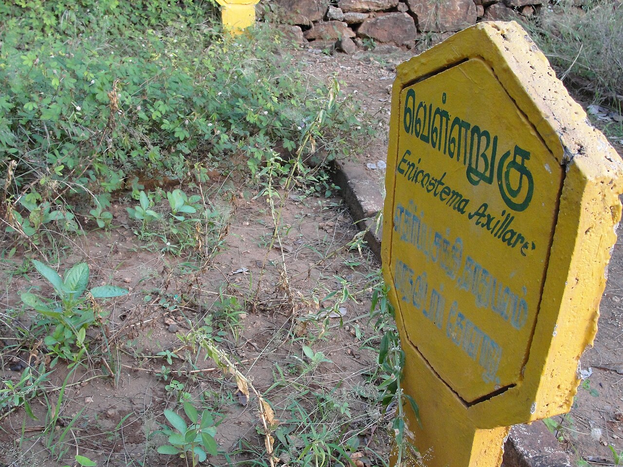Enicostema axillare: This media file was uploaded as a part of the TamilWiki Media Contest .