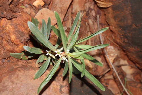 Enicostema axillare (Enicostema axillare)