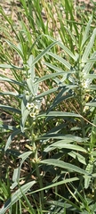 Enicostema axillare (Enicostema axillare)